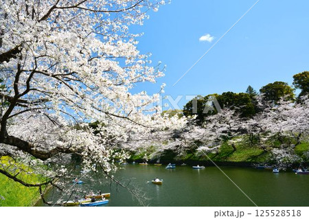 皇居 千鳥ヶ淵の桜 皇居 千鳥ヶ淵の桜 125528518
