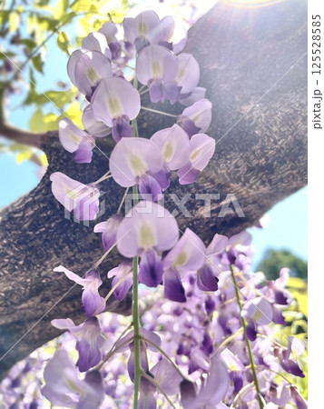下から見上げた藤の花 下から見上げた藤の花 125528585