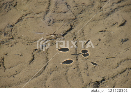 京都府立植物園 京都府立植物園 125528591