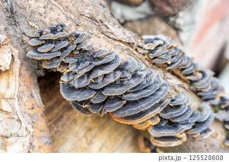 Cluster of Turkey Tail mushrooms growing on a decaying log. Concept of forest ecosystem, biodiversity, and natural decomposition process. 125528608