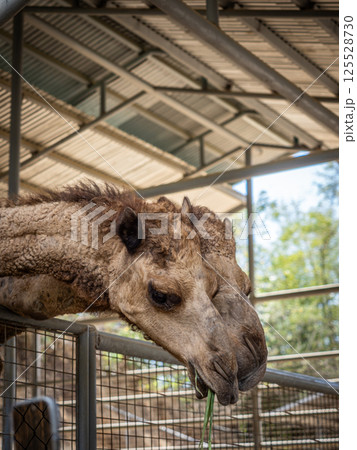 フィリピンのラクダ 125528730
