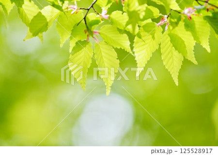 春の芽吹き　新緑 125528917