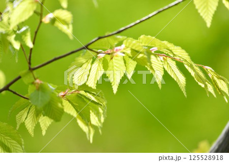 春の芽吹き　新緑 125528918