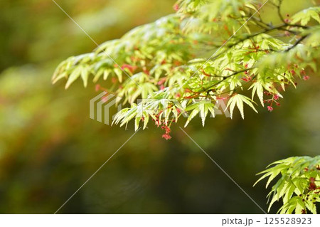 春の芽吹き　新緑 125528923