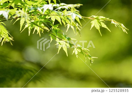 春の芽吹き　新緑 125528935