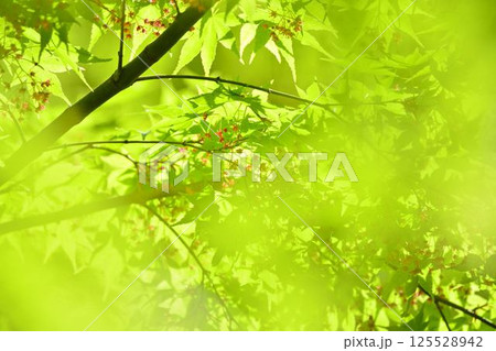 春の芽吹き　新緑 125528942