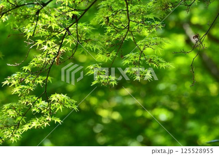 春の芽吹き　新緑 125528955