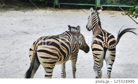 Zebras walking gracefully side by side, striped pattern highlighted by bright sunlight within safari park habitat Zebras walking gracefully side by side, striped pattern highlighted by bright sunlight within safari park habitat 125528990