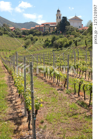 Vineyard and church in spring on hillside, Italy. Nature and wine making, farming in Europe.  125528997