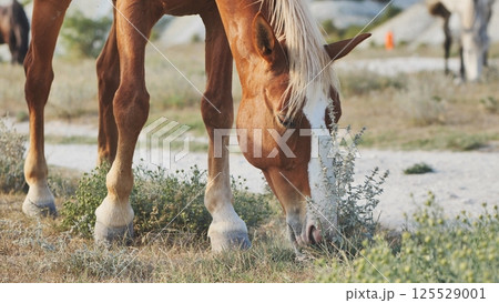 Blond maned brown horse grazing peacefully, enjoying green grass under summer sunlight, standing in dry golden pasture Blond maned brown horse grazing peacefully, enjoying green grass under summer sunlight, standing in dry golden pasture 125529001