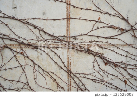 Dry Branches Intertwined on a Gray Concrete Wall 125529008