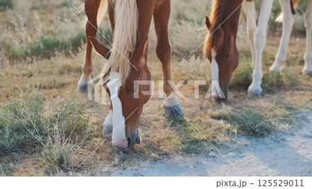 Brown and white horses are grazing grass in a sunlit meadow, enjoying a peaceful afternoon in nature Brown and white horses are grazing grass in a sunlit meadow, enjoying a peaceful afternoon in nature 125529011