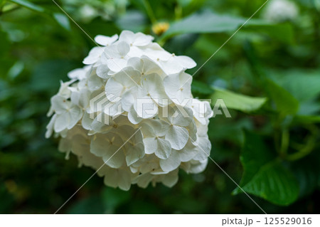 白い紫陽花の繊細な花のマクロ撮影、背景は緑 125529016