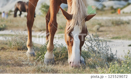 Horse grazing in the dry fields of Crimea near Belogorsk 125529072