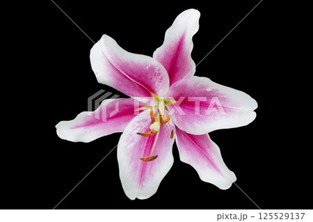 Beautiful pink lily flower isolated on black background with copy space. Close up Lily flower isolated over black with clipping path. Beautiful pink lily flower isolated on black background with copy space. Close up Lily flower isolated over black with clipping path. 125529137