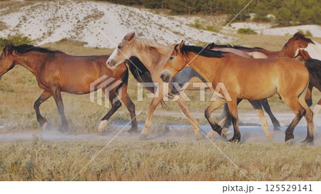 Horses running near Belogorsk in Crimea raising dust at sunset Horses running near Belogorsk in Crimea raising dust at sunset 125529141