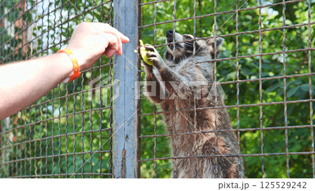Raccoon inside a cage at the zoo reaches out with its paws to take a piece of fruit from a visitor 125529242