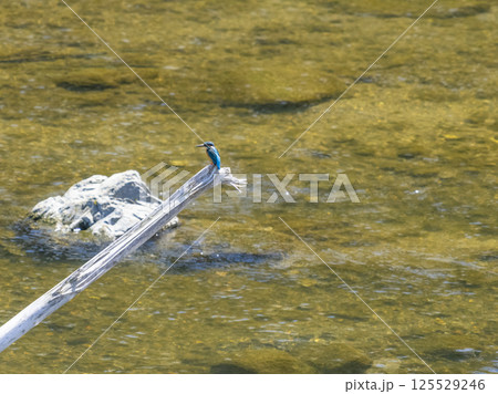 流木に止まるカワセミ 125529246