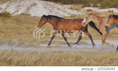 Horses running near Belogorsk in Crimea raising dust at sunset 125529283