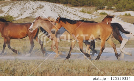 Horses running near Belogorsk in Crimea raising dust at sunset 125529334