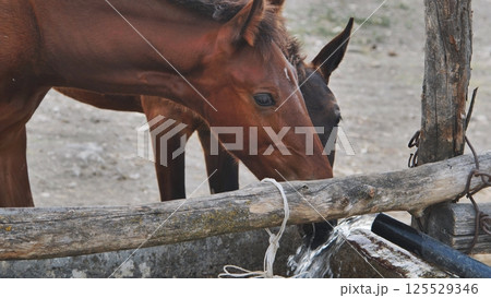Horses drinking fresh water in Crimea near Belogorsk Horses drinking fresh water in Crimea near Belogorsk 125529346