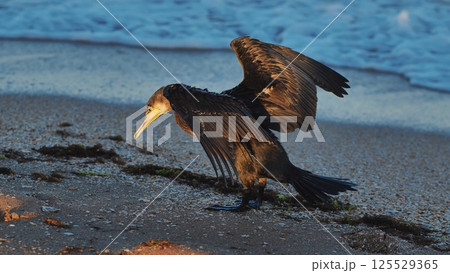 Cormorant spreading wings, catching golden sunlight on crimean seashore against dark black sea waters Cormorant spreading wings, catching golden sunlight on crimean seashore against dark black sea waters 125529365