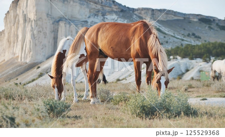 Horses grazing near the White Rock in Belogorsk, Crimea 125529368