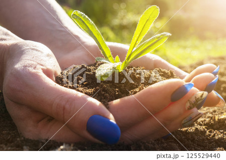 The soil in the hands of young women is planting seedlings. Close up plant in female hands. Care of the environment. Ecology concept. Hand holding young plant with sunlight. 125529440