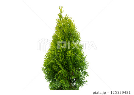 Thuja occidentalis smaragd isolated on white background with clipping path. Green thuja isolated on white background. Evergreen coniferous tree. Cypress thuja 125529481