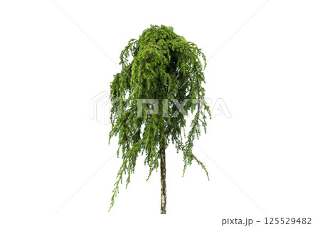 Juniper tree isolated on white background. Ggreen juniper isolated on white background. Evergreen coniferous tree. Juniper tree isolated on white background. Ggreen juniper isolated on white background. Evergreen coniferous tree. 125529482