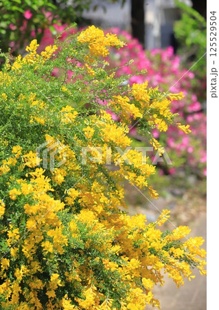 満開の金雀枝（エニシダ）　 125529504