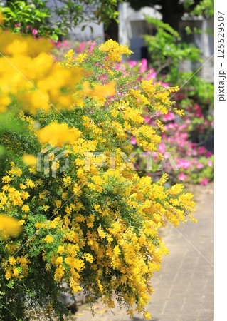 満開の金雀枝（エニシダ）　 125529507