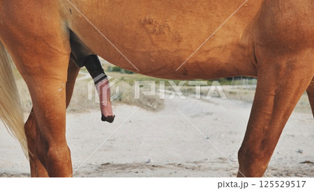 Horse showing penis while standing near Belogorsk, Crimea Horse showing penis while standing near Belogorsk, Crimea 125529517