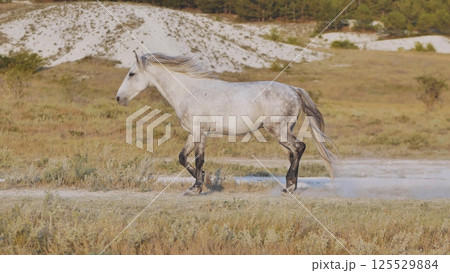 White horse running near Belogorsk in Crimea White horse running near Belogorsk in Crimea 125529884