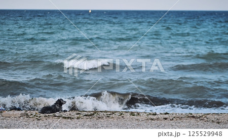 Lonely dog resting on Crimean beach with breaking waves in background Lonely dog resting on Crimean beach with breaking waves in background 125529948
