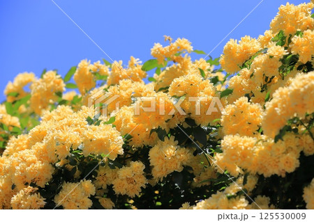 黄色い木香薔薇（モッコウバラ） 125530009