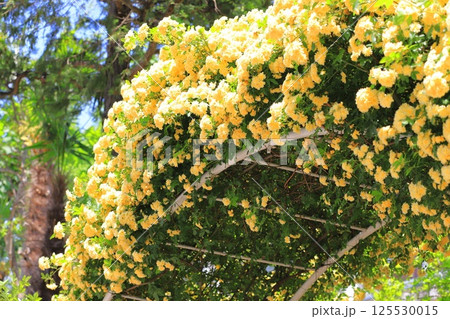 黄色い木香薔薇（モッコウバラ） 125530015