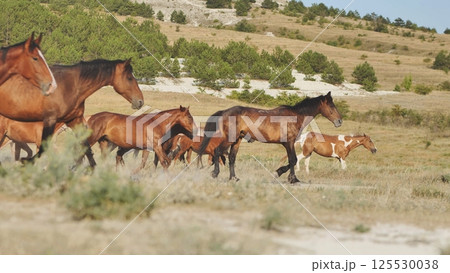 Herd of horses running near Belogorsk in Crimea 125530038