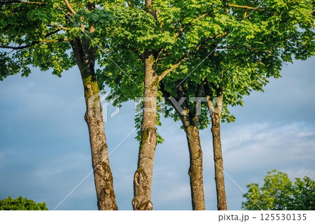 Green maple trees towering against cloudy blue sky in rural russian landscape, highlighting natural woodland scenery 125530135