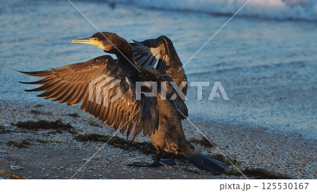 Great cormorant drying its wings on the beach of Crimea 125530167