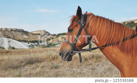 Horse wearing bridle standing in dry field near Belogorsk, Crimea 125530169