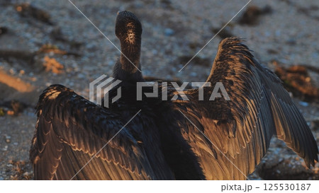 Great cormorant drying its wings on the beach of Crimea at sunset 125530187