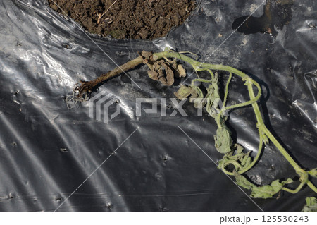植えて五日目で枯れたスイカ苗 植えて五日目で枯れたスイカ苗 125530243
