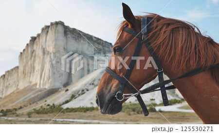 Brown horse wearing bridle standing near White Rock mountain in Crimea, near Belogorsk 125530271