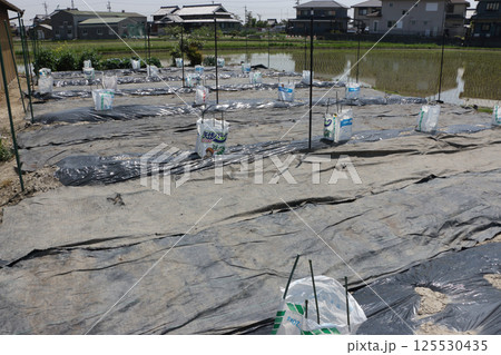 定植された西瓜畑 125530435