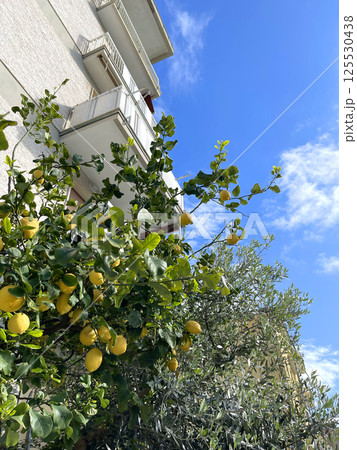 Lemons on tree in countryside near house, Italy. Nature and buildings of Liguria and blue sky. Background for design. Lemons on tree in countryside near house, Italy. Nature and buildings of Liguria and blue sky. Background for design. 125530438