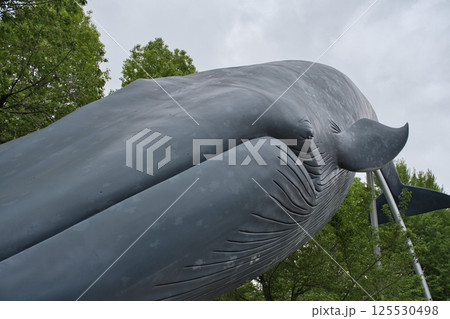 国立科学博物館のシロナガスクジラ 125530498