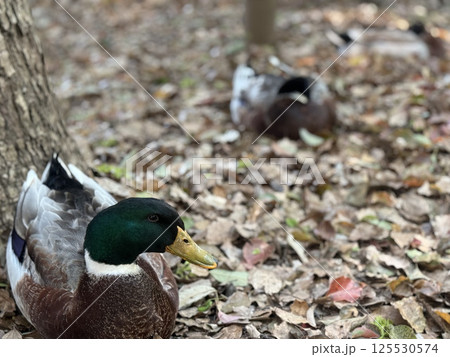 落ち葉の上の鴨 125530574