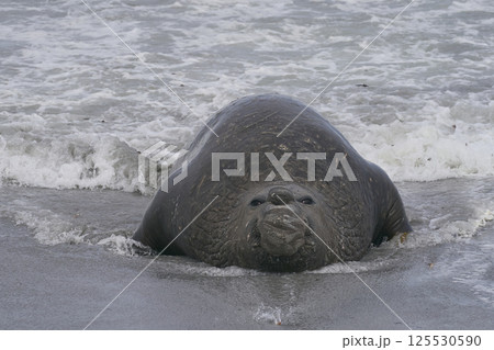 Southern Elephant Seals fighting 125530590