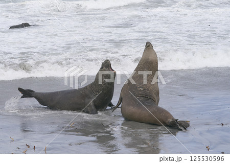 Southern Elephant Seals fighting 125530596